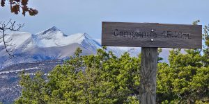 Campanué